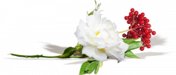 "Fleur à la boutonnière" ...