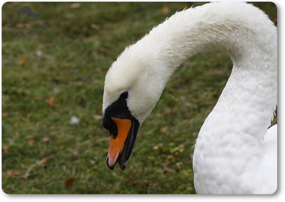 Cygne tuberculé...