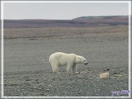 Vers 14 heures, enfin je pars en Zodiac vers l'ours, il n'a pas bougé d'un poil et mange toujours - Creswell Bay - Somerset Island - Nunavut - Canada