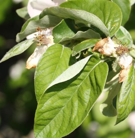 Arbre fruitier : Cognassier