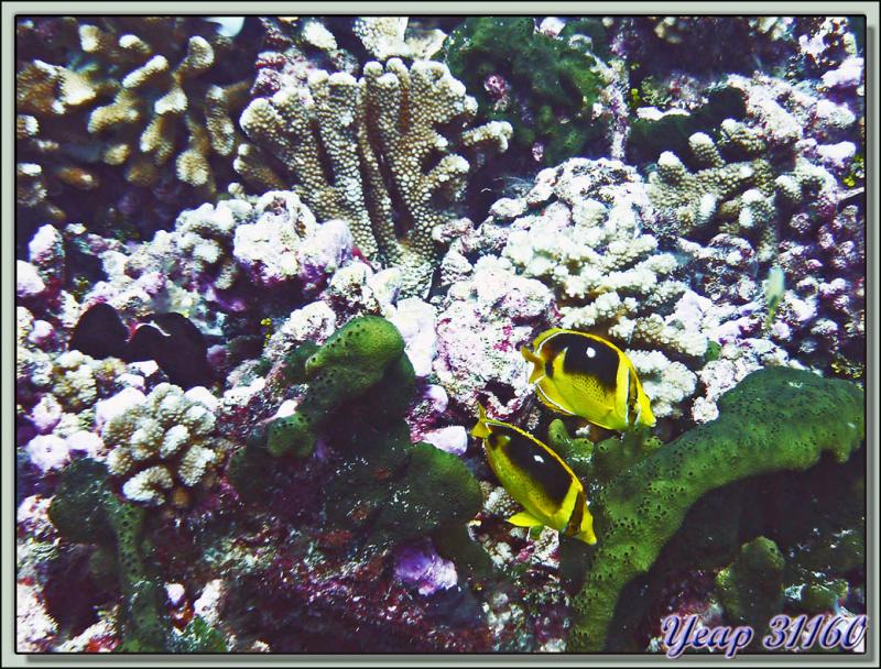 Chétodon à 4 taches (Chaetodon quadrimaculatus) - Passe d'Avatoru - Rangiroa - Tuamotu - Polynésie française