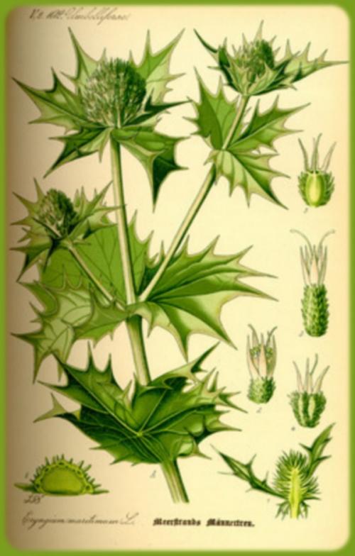 Fleurs cultivées : Panicaut