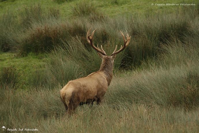 Cerf élaphe