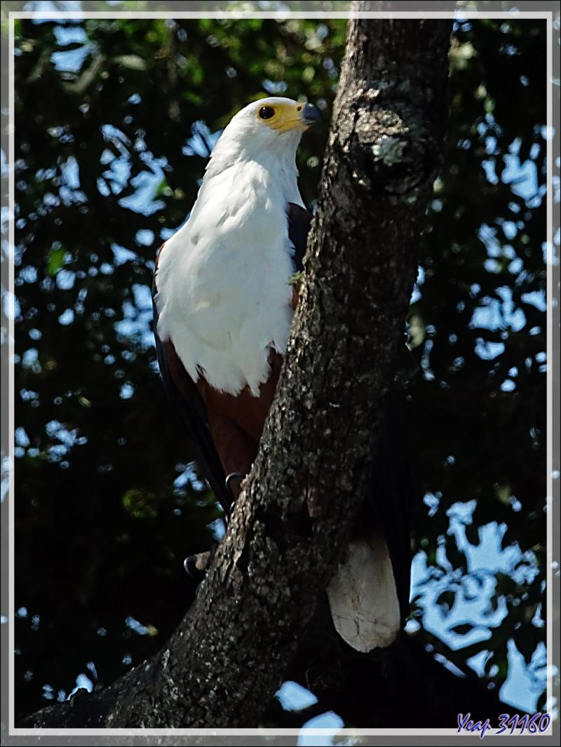 Pygargue vocifère ou Aigle pêcheur, African Fish Eagle (Haliaeetus vocifer)