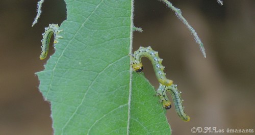 LA METAMORPHOSE DANS LA NATURE