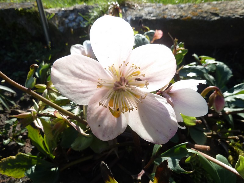 "Rose des neiges" ...