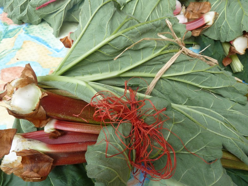 la rhubarbe 
