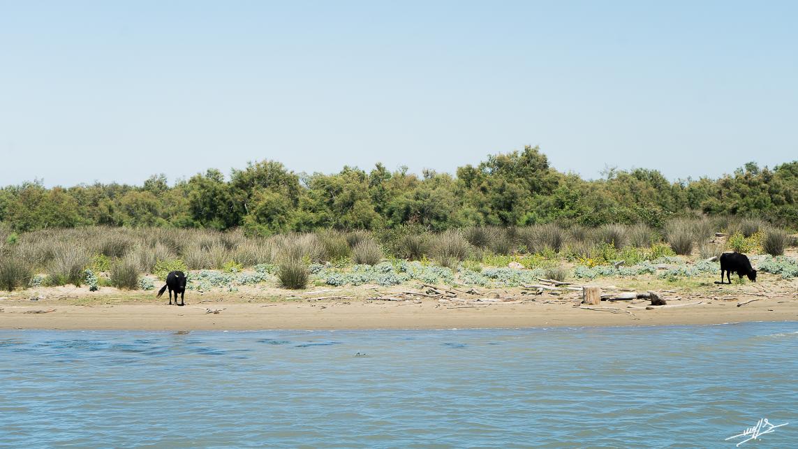 OC 2021 : Saintes Maries de la Mer : loin de la foule. (2)