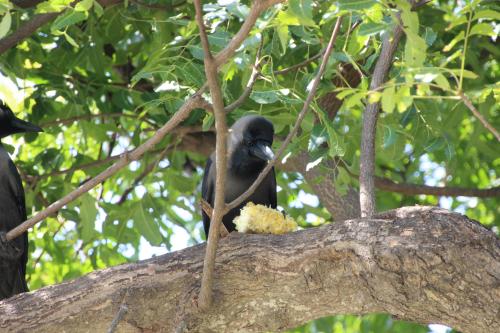 Dans les rues de Mahabalipuram