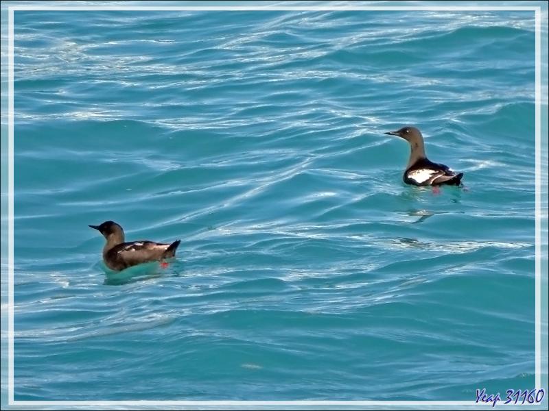 Un peu de "birdwatching" (observation d'oiseaux) le long du Glacier Bråsvell (Bråsvellbreen) - Calotte glacière Austfonna - Nordaustlandet Island - Svalbard - Norvège