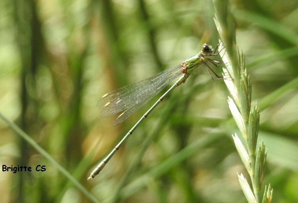 Belle rencontre avec une libellule...