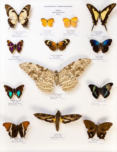 LEPIDOPTERES 2