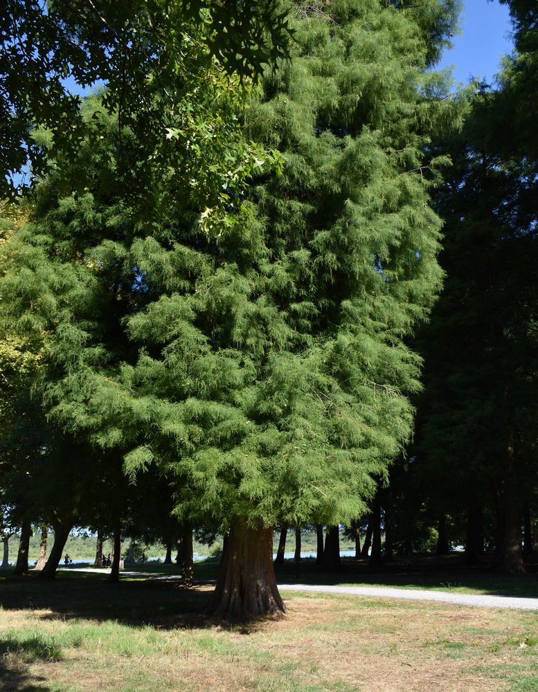 La Pointe des Vergnes, à Soustons...
