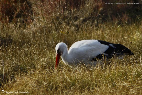 Cigogne blanche