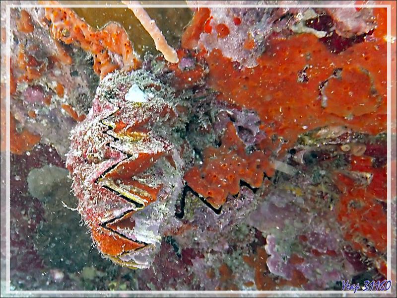 Huître zig-zag ou crête de coq, Zig-zag clam, Cock's comb oyster (Lopha cristagalli) - Betaniazo - Tsarabanjina - Mitsio - Madagascar
