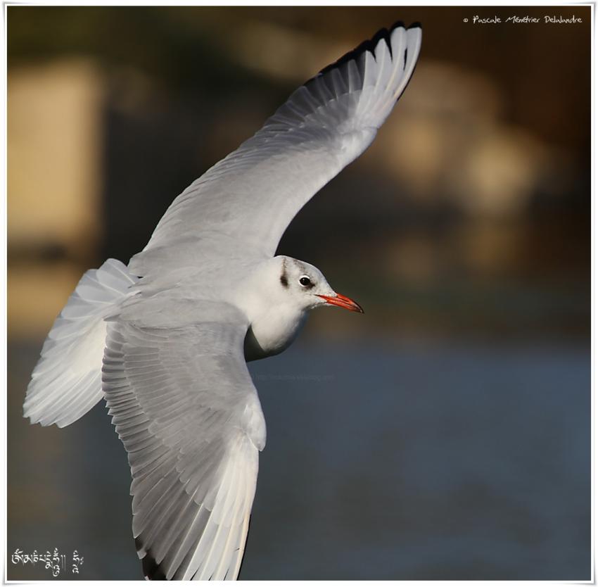 Mouette rieuse