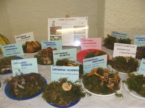 L'exposition mycologique à Châtillon sur Seine
