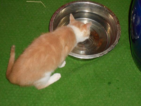 Quelques nouvelles des fauves ... !!!