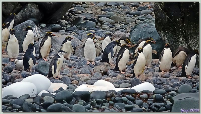 Et les petites merveilles des lieux : les Gorfous dorés, Macaroni Penguin (Eudyptes chrysolophus) - Cooper Bay - Géorgie du Sud