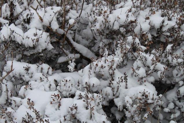 Neige en Monts d'Arrée 085