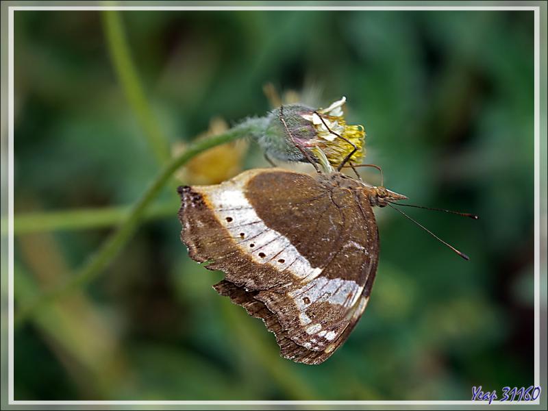 Garden inspector (Precis archesia) recto et verso - Victoria Falls - Zimbabwe