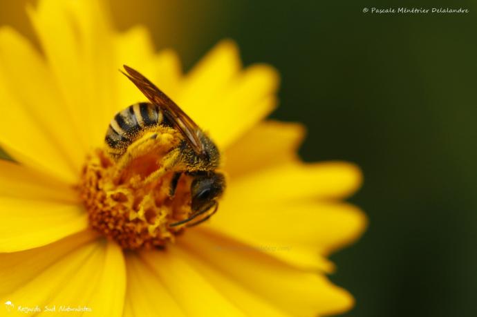 Halictus ♂ (Abeille solitaire)