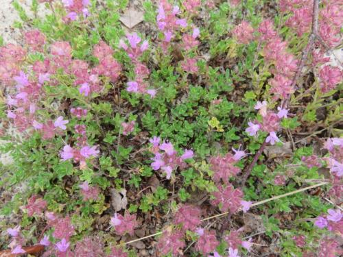 Rando en forêt de Fontainebleau