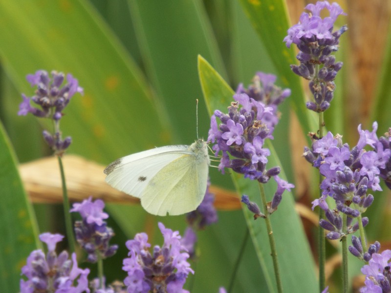 Papillon ...