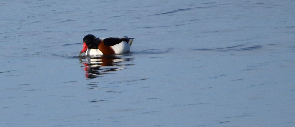 Colonie de tadornes de belon - décembre 2022...