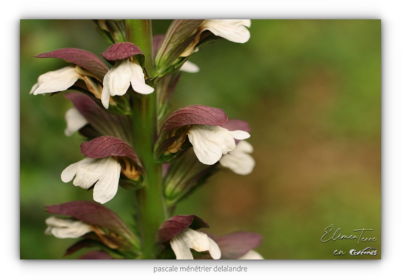 Acanthe mollis