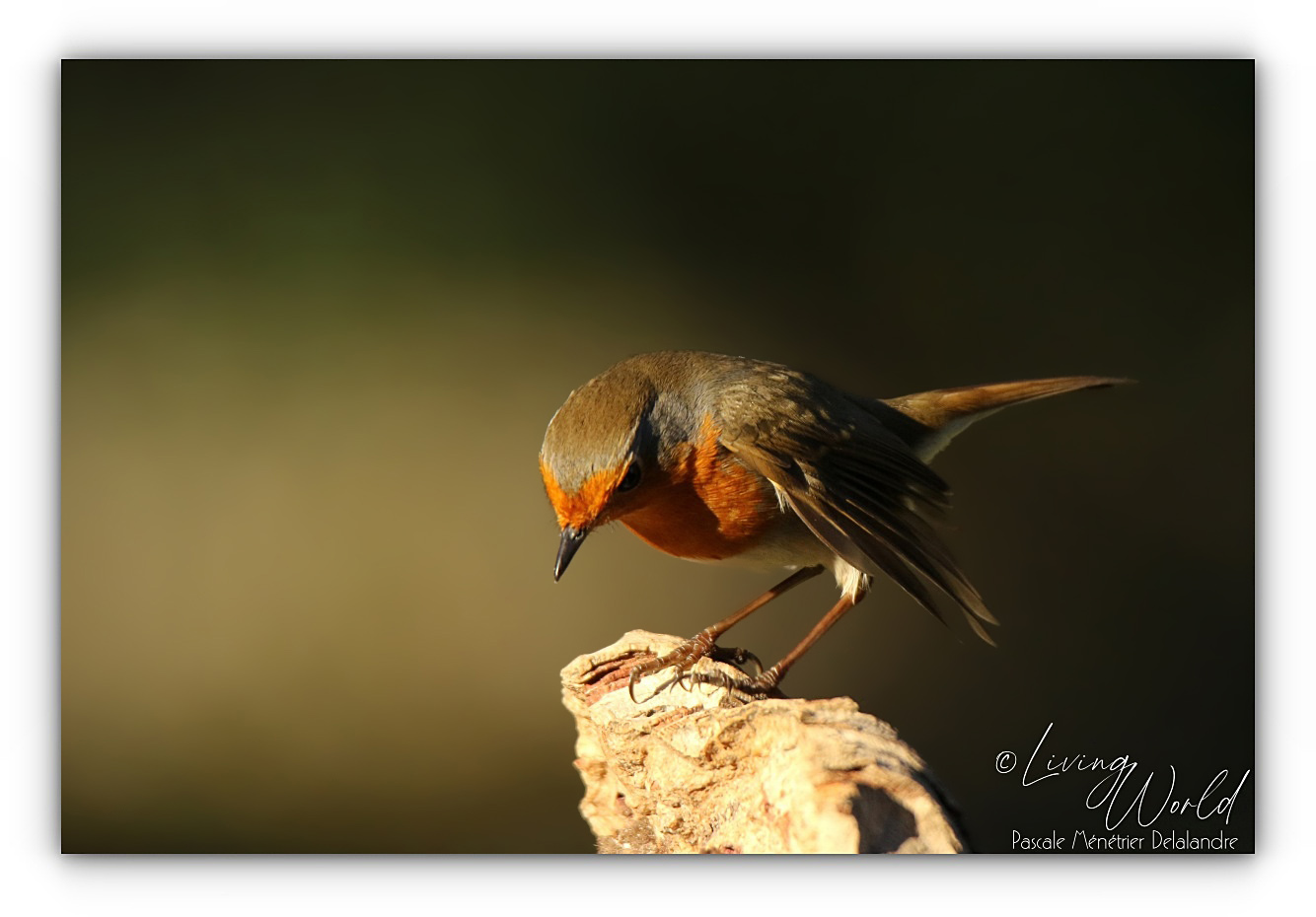 Robin prend la pose.