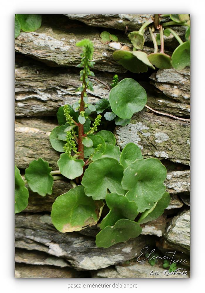 Ombilic des rochers ou Nombril de VENUS - Umbilicus rupestris