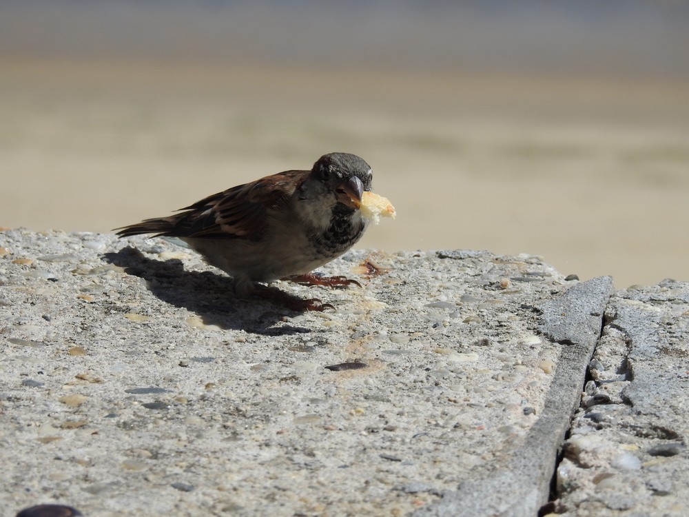 Quelques oiseaux en bord de mer...