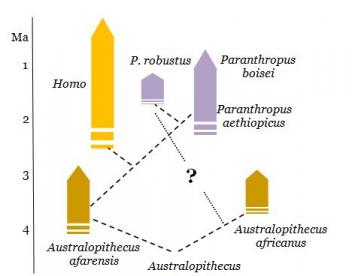 Prémices de l'Humanité en Afrique