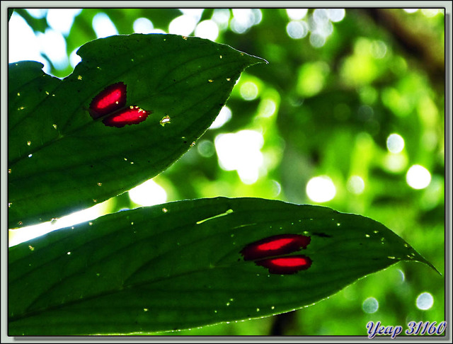 Blog de images-du-pays-des-ours : Images du Pays des Ours (et d'ailleurs ...), Sang du Christ, Sangre de Cristo - Puerto Viejo de Talamanca - Costa Rica