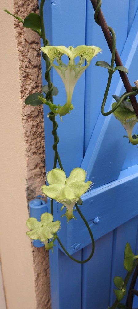 Ma plante à lanternes d'Afrique - août 2018...
