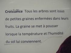 Exposé sur les arbres