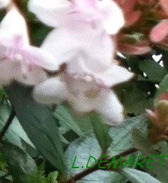 La page de Ludovic Demaret