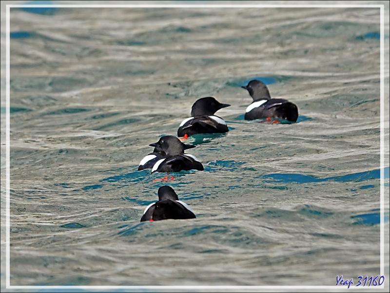 Guillemot à miroir, Black Guillemot (Cepphus grylle) - Cambridge Point - Coburg Island - Baffin Bay - Nunavut - Canada