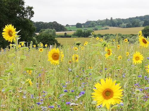 Sur les chemins en août...