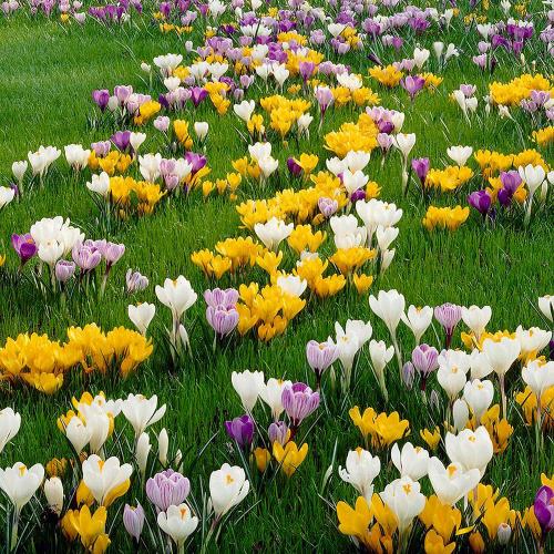 Fleurs cultivées : Crocus