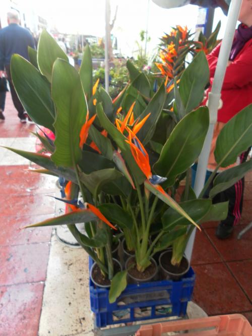 Puerto de la Cruz en janvier