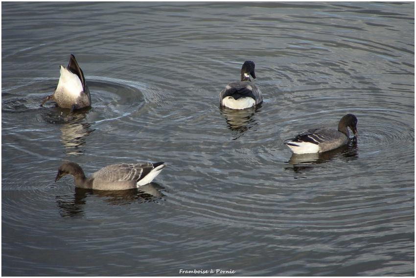 Réserve ornithologique Noirmoutier en l' île 