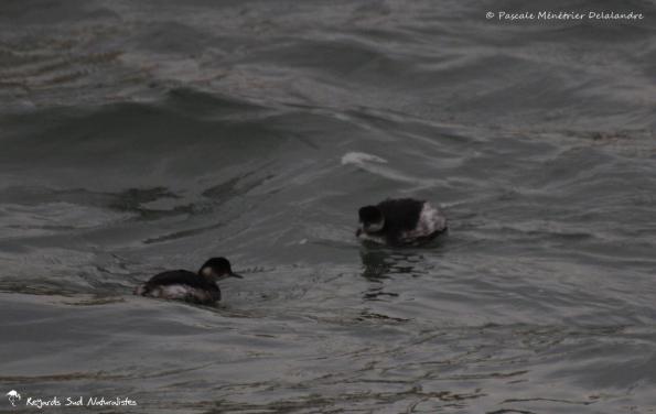 Grèbes à cou noir