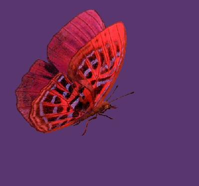 LEPIDOPTERES 2