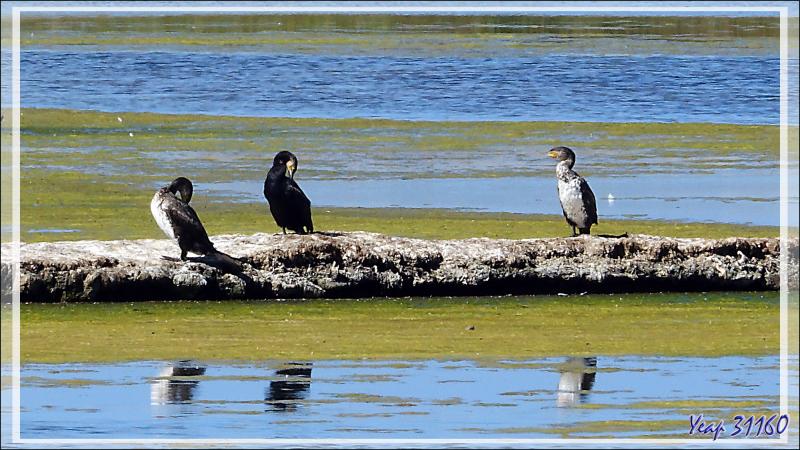 Ars-en-Ré : son clocher, ses marais, ses cormorans, ses nidifications de sternes pierregarins - Ile de Ré - 17