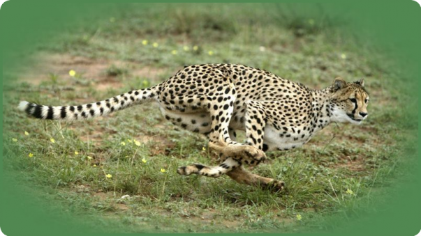 Vitesse Des Animaux.