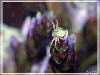 Araignée crabe Thomise enflée (Thomisus onustus) - Originaire de La Couarde - Île de Ré - 17