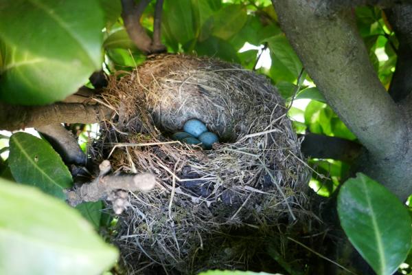 Privée de jardin !