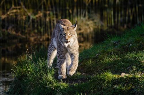 A la recherche du lynx boréal dans le Jura